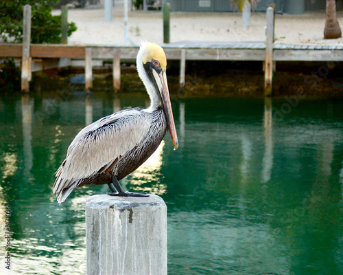 florida keys pelican photo