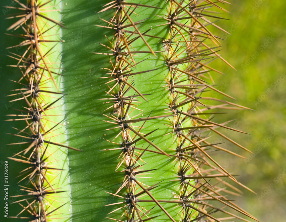 cactus texture cactus texture