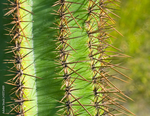 cactus texture