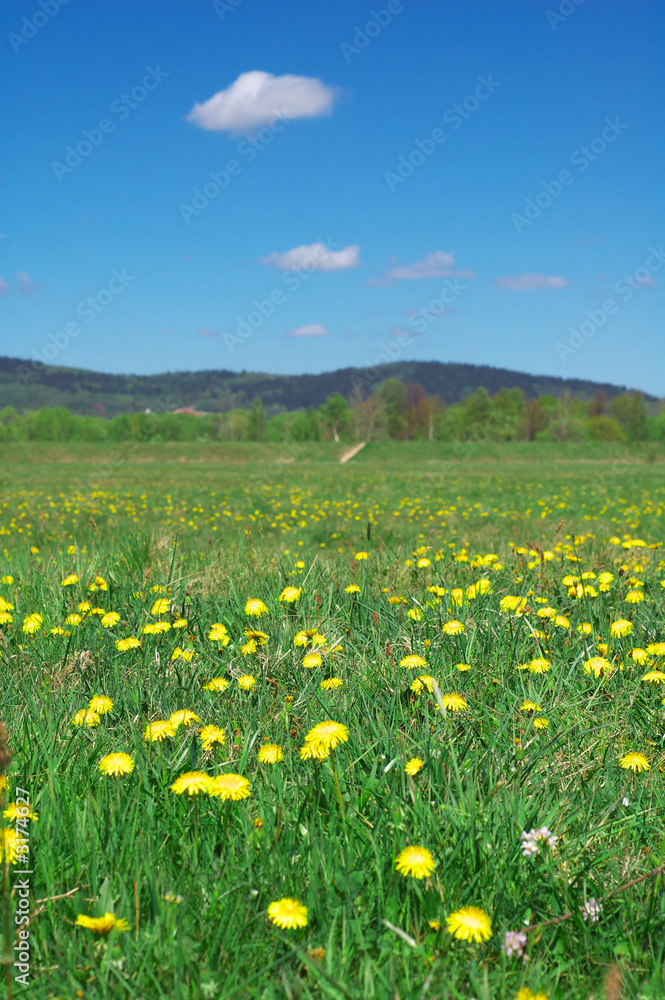 summer landscape summer landscape