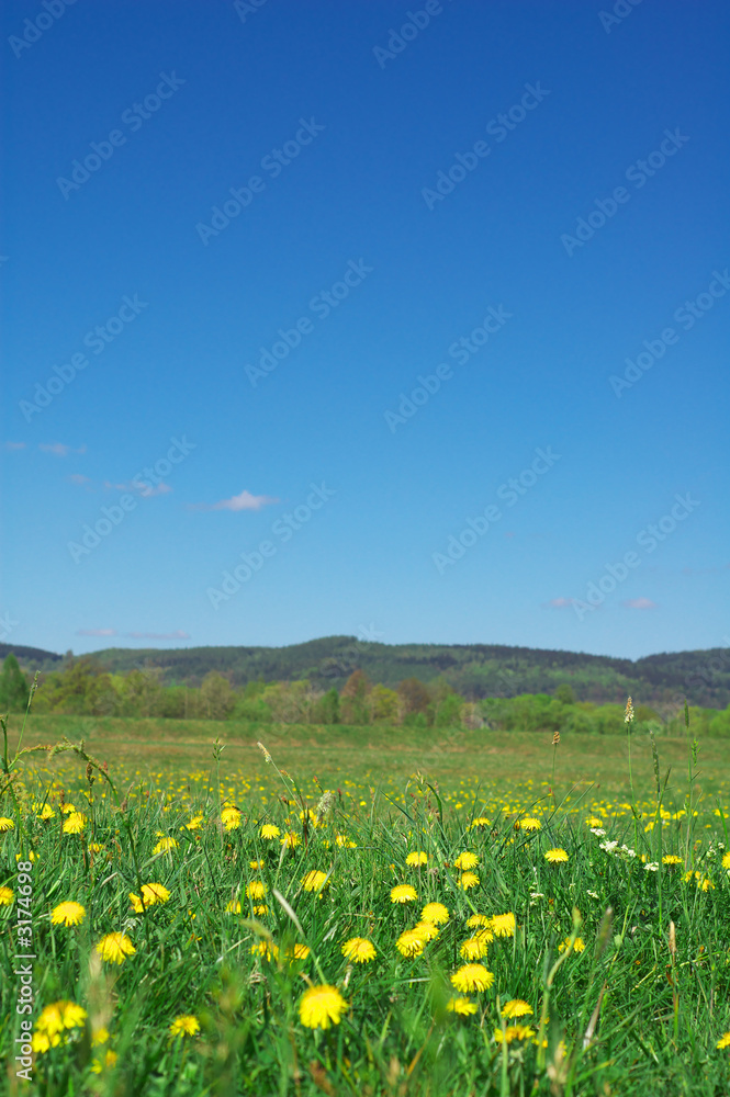 Fototapeta premium summer landscape