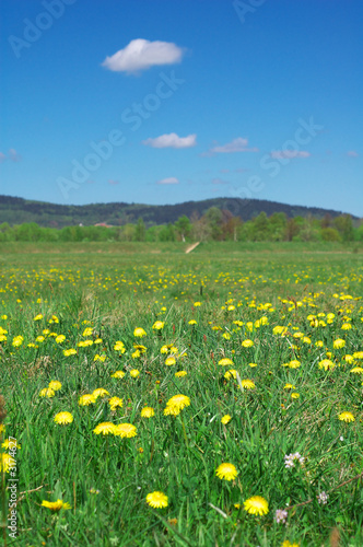 summer landscape © Jacek Chabraszewski