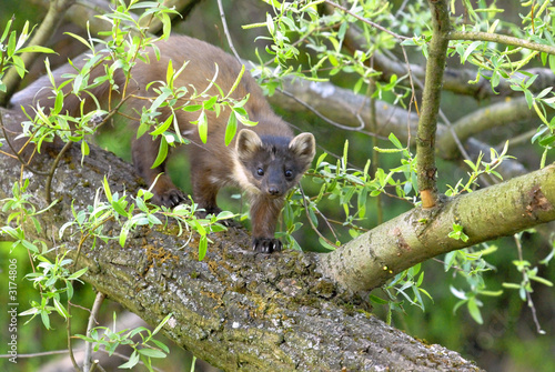 marten