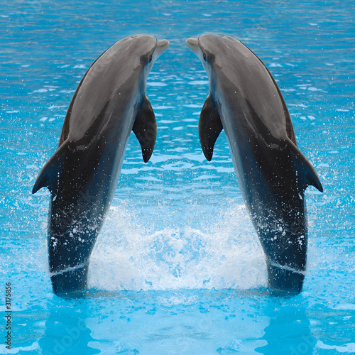 dolphin twins