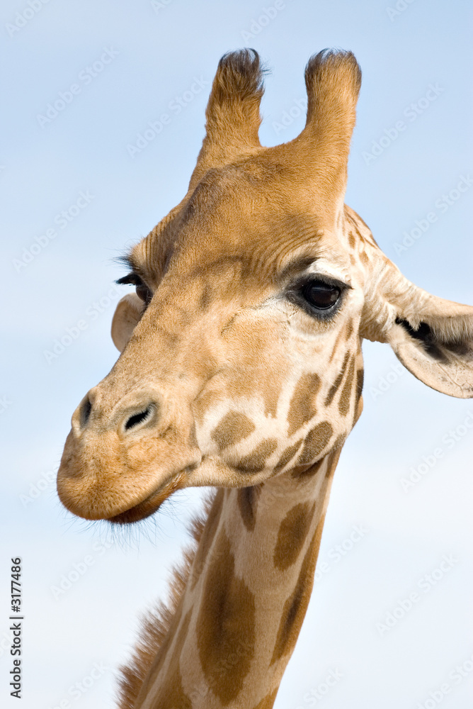 Obraz premium close up of giraffe