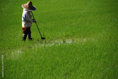 farmer and paddy field © Wong Hock Weng