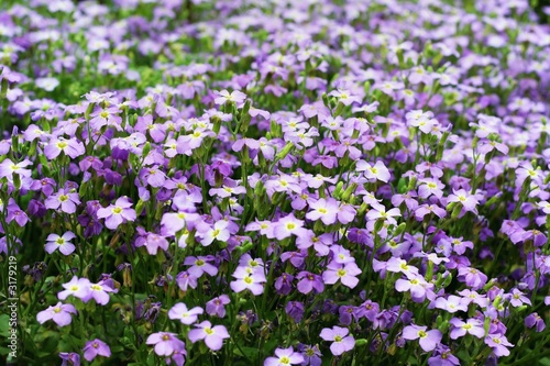 spring violet flowers