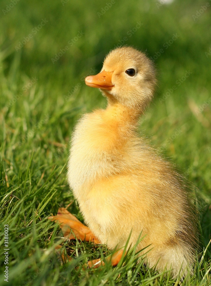 cute little duckling