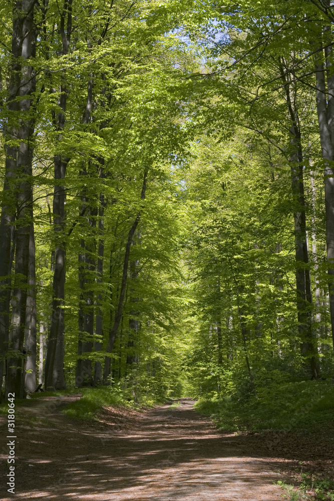 Fototapeta premium beech forrest in spring