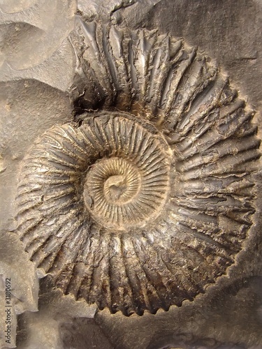 ammonite photo