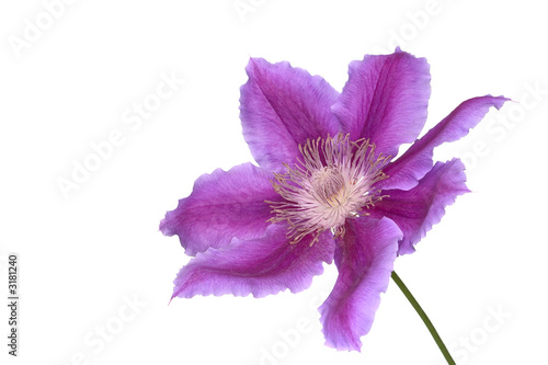 clematis and stem