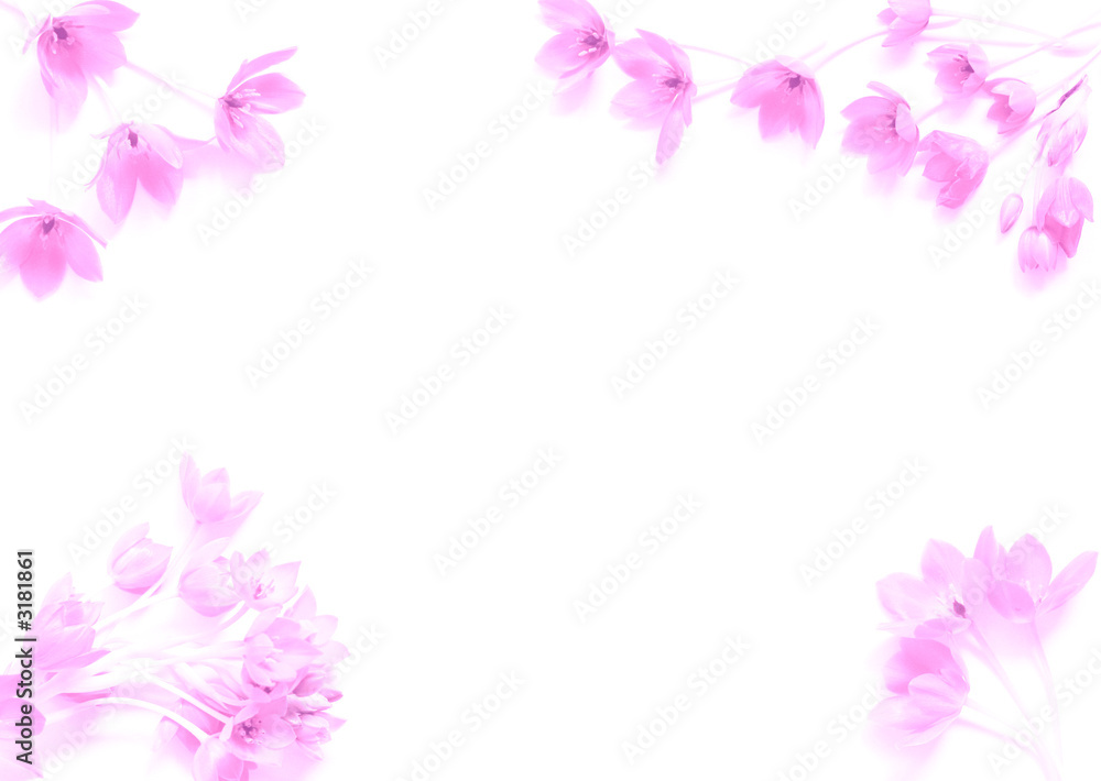 tender pink flowers  frame