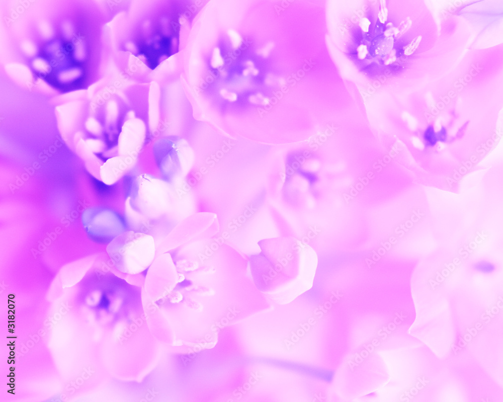 pink flower background pink flower background