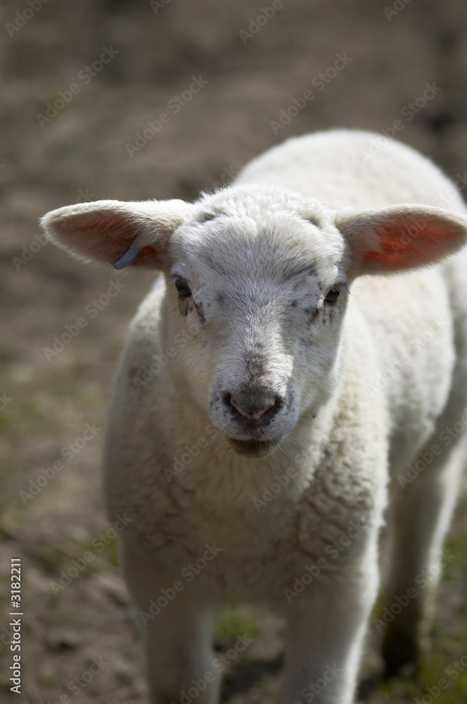 lamb