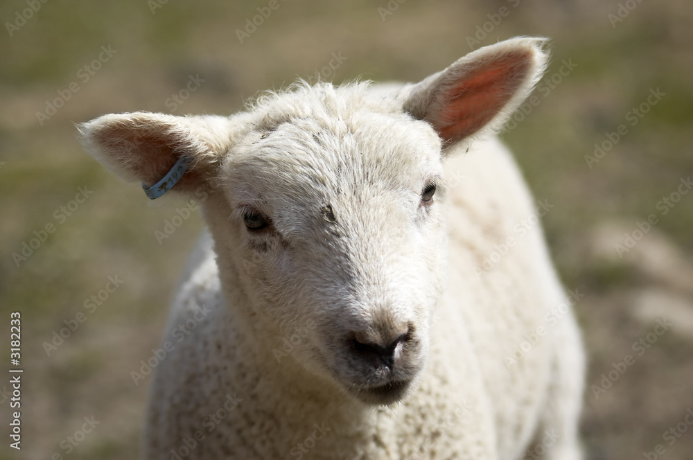 lamb