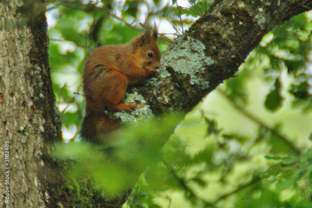 l'écureuil dans l'arbre