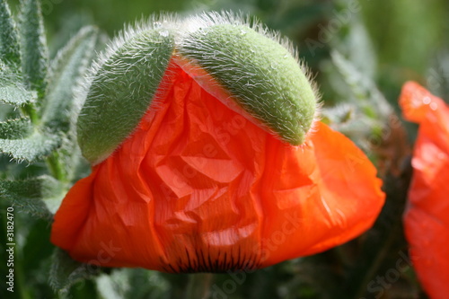 poppy photo