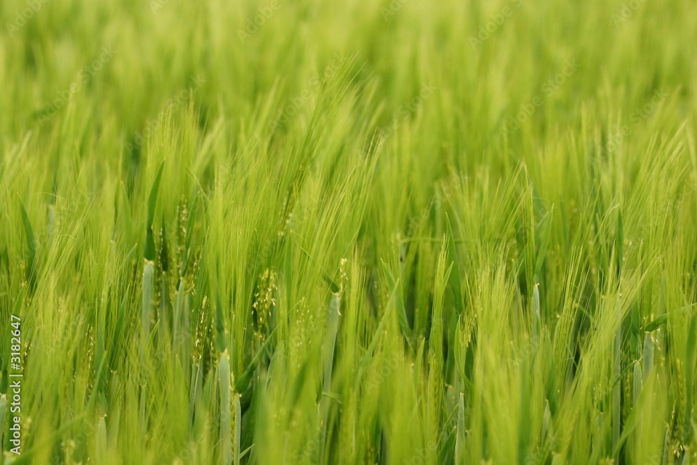 wheat plants