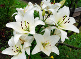 white lilly
