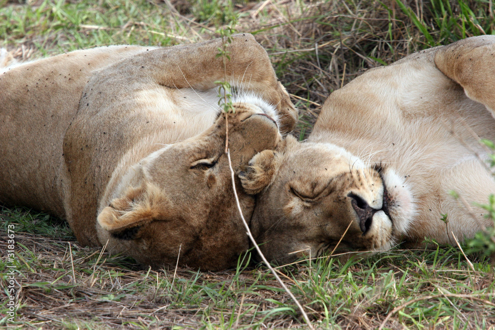 Fototapeta premium kenya