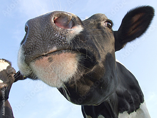 cow