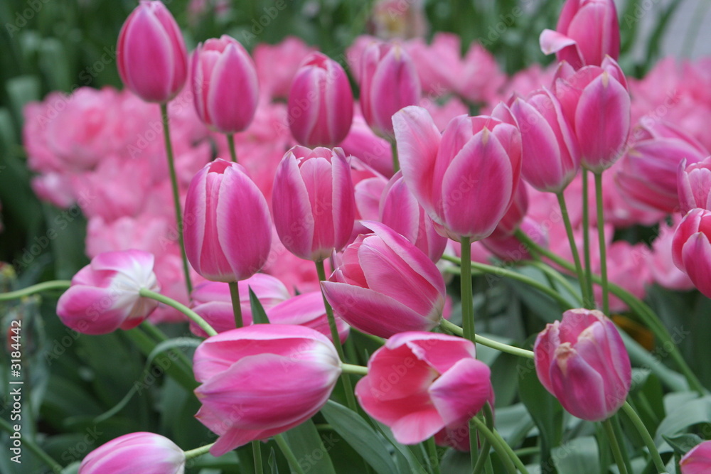 rosa tulpen rosa tulpen