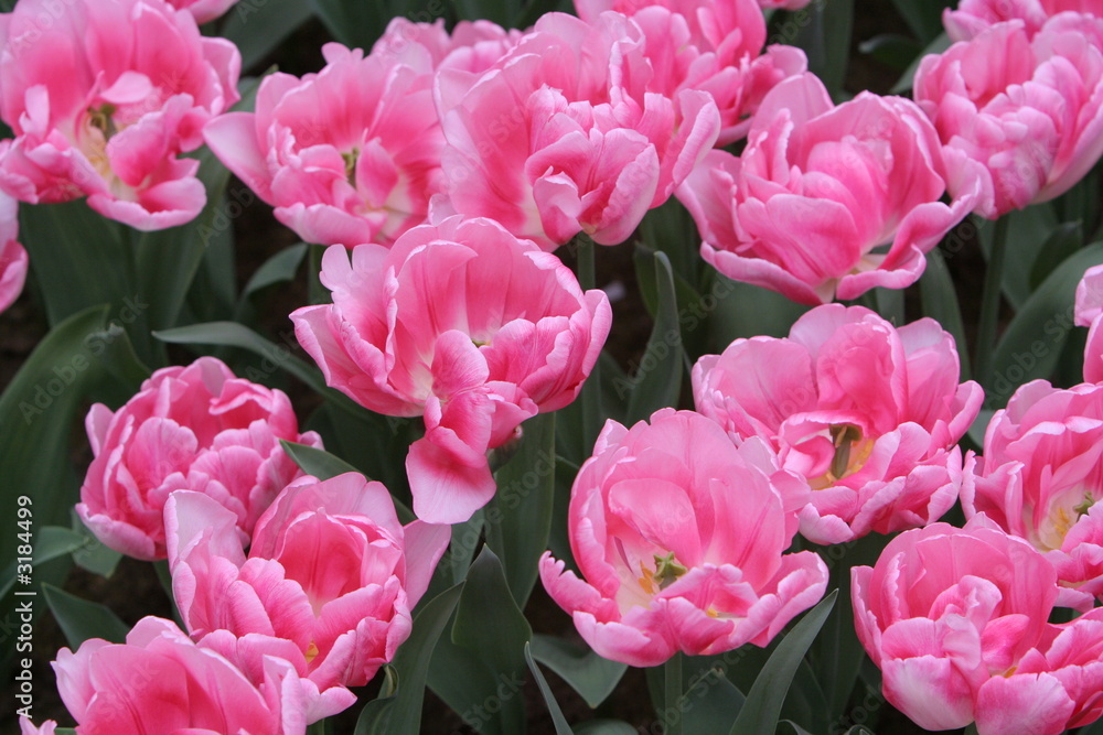 gefüllte tulpen in rosa gefüllte tulpen in rosa