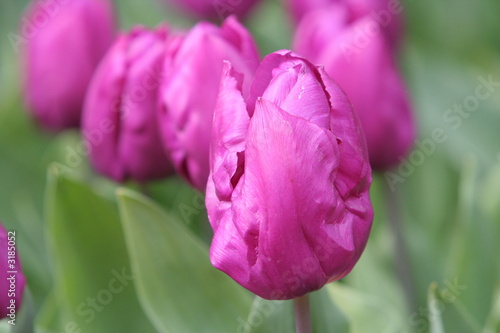 tulpenkopf