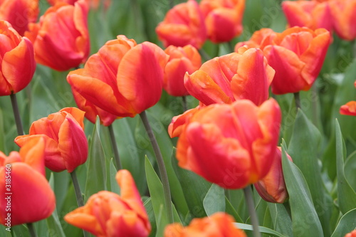rotes tulpenmeer