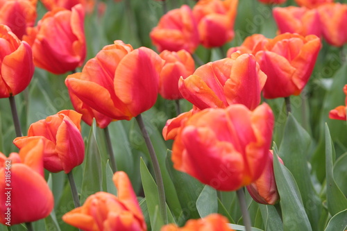 rotes tulpenmeer
