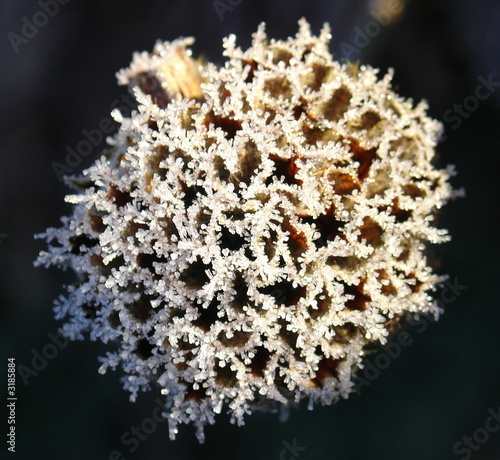 Jerusalem Sage with hoar frost