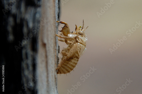 larva di cicala