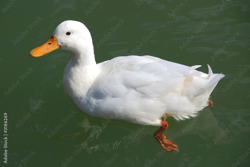 germano ... anatra !