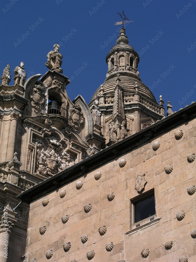 Fototapeta premium conchas