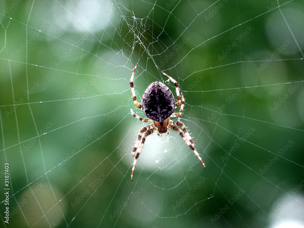 kreuzspinne