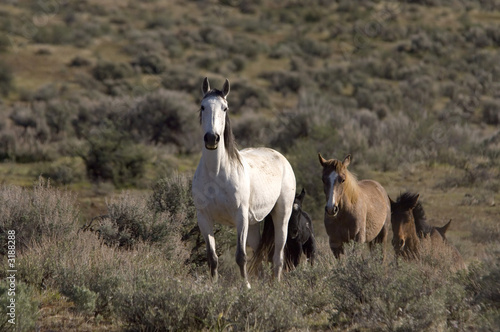 wild horse and young horse