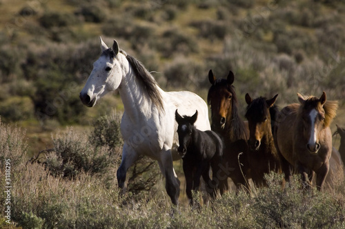 wild horses with young colt