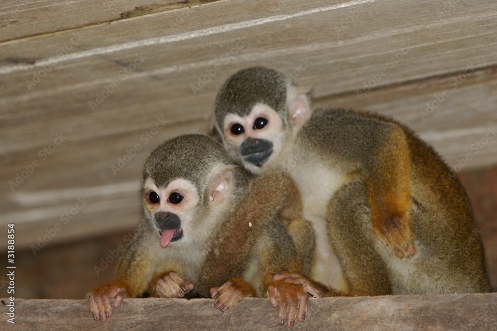 Obraz premium squirrel monkeys
