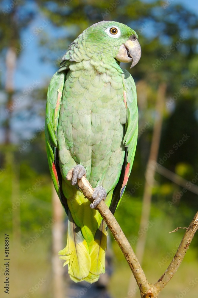 green parrot