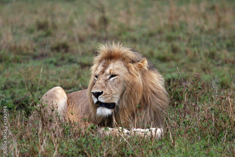 Fototapeta premium kenya