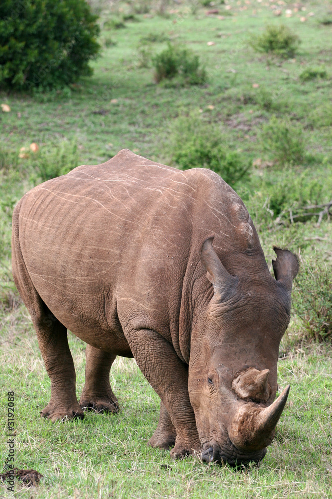 kenya kenya