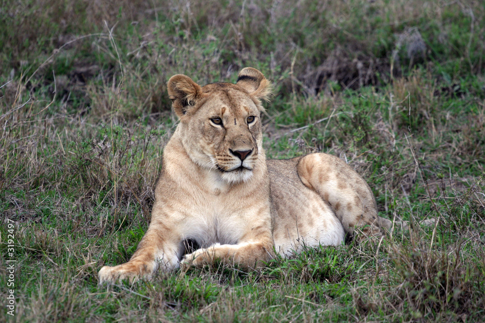 kenya