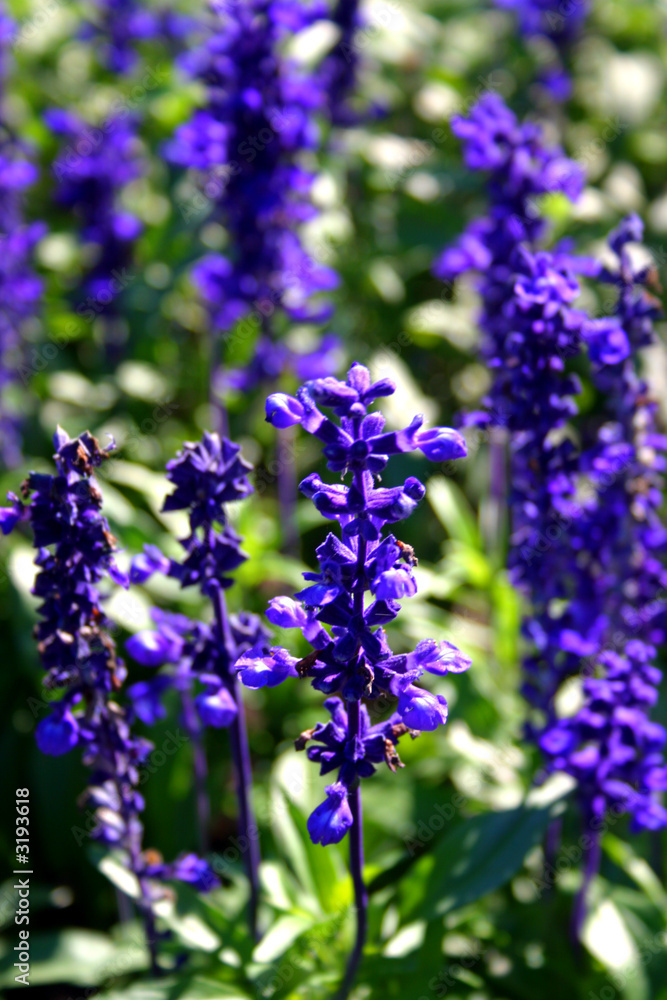 Obraz premium blue bell