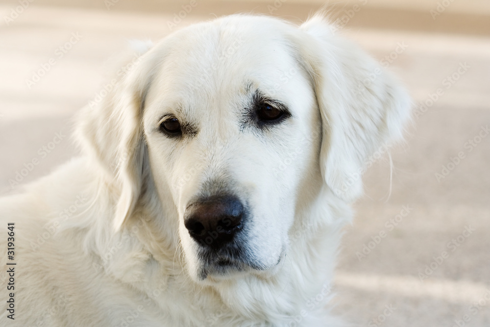 golden retriever golden retriever