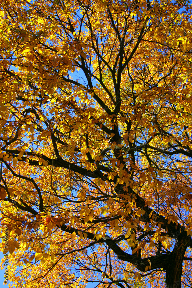 new england fall foliage new england fall foliage