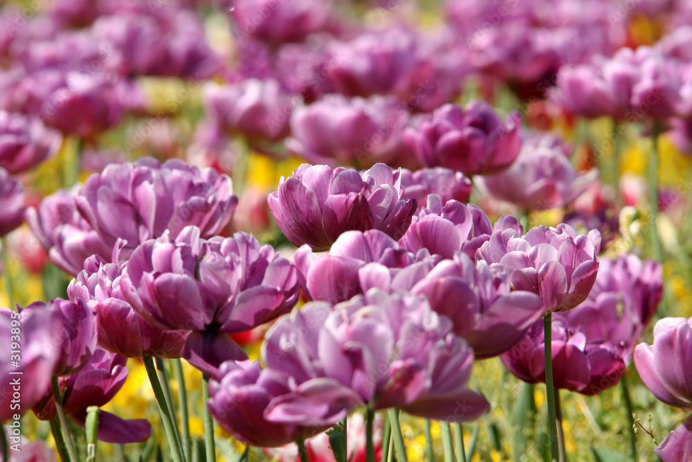 Obraz premium tulips