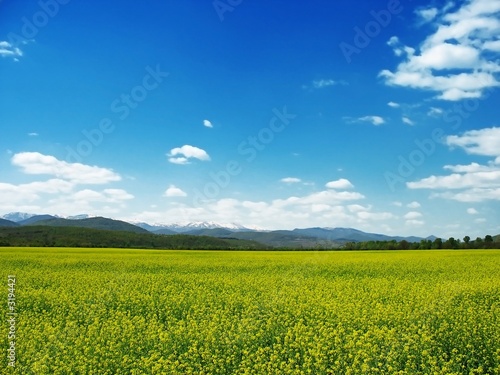rape field