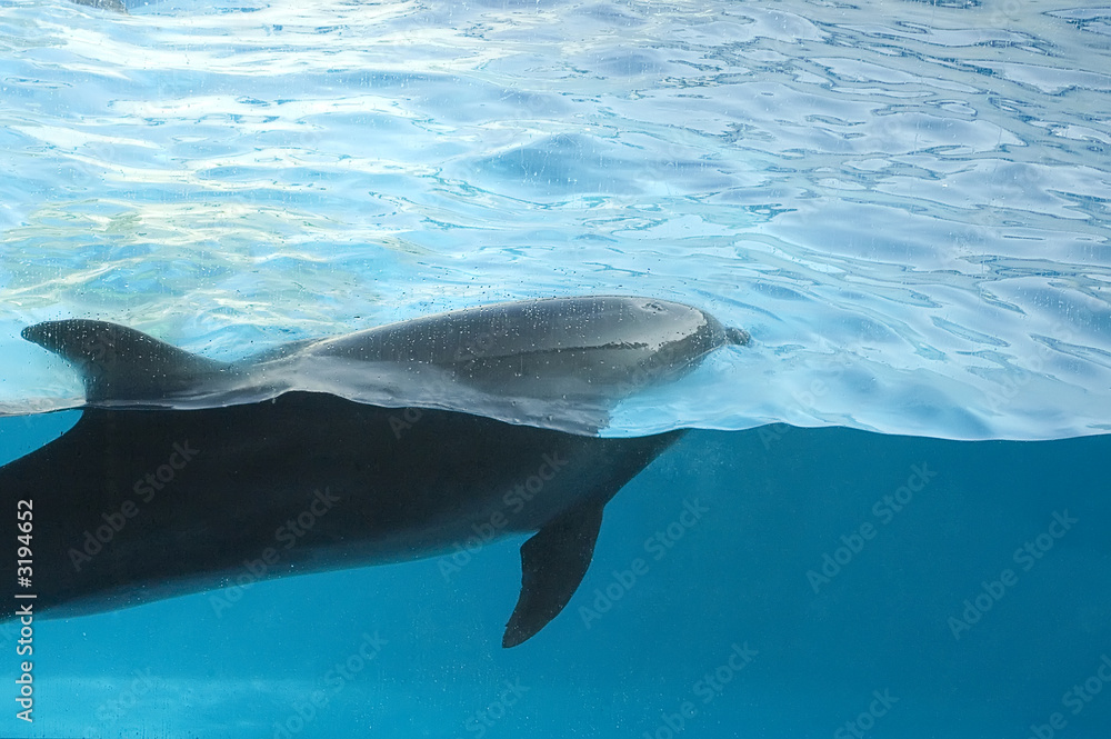 Fototapeta premium dauphin