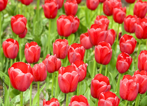 red tulips