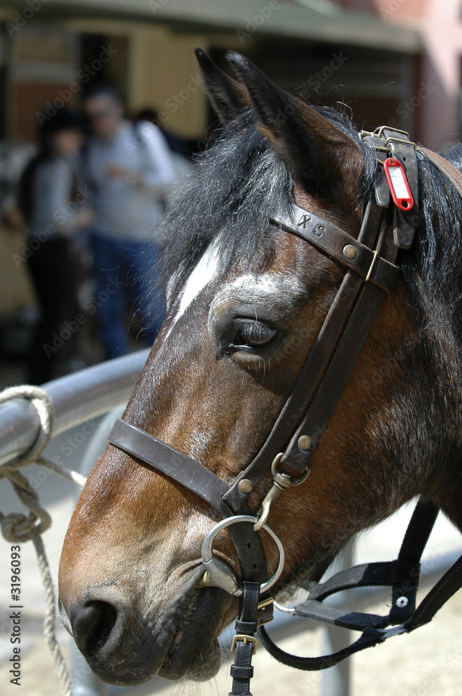 Obraz premium horse